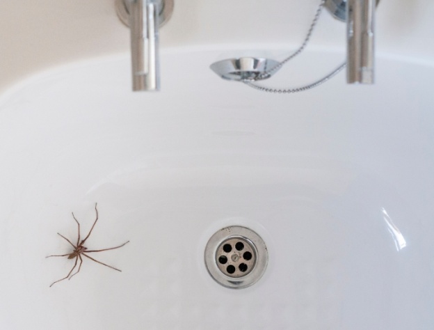 image of a spider in a bath with chrome taps and waste